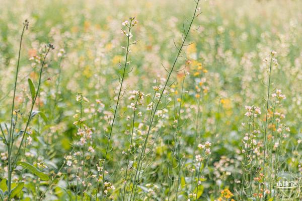 西丽生态公园油菜花