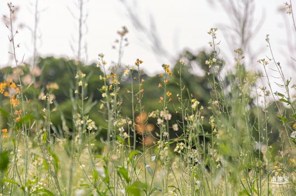 西丽生态公园油菜花