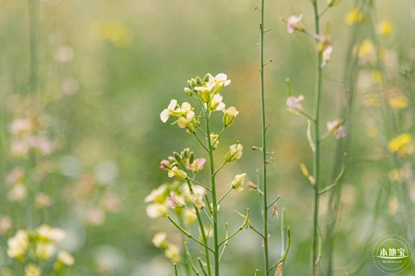 西丽生态公园油菜花