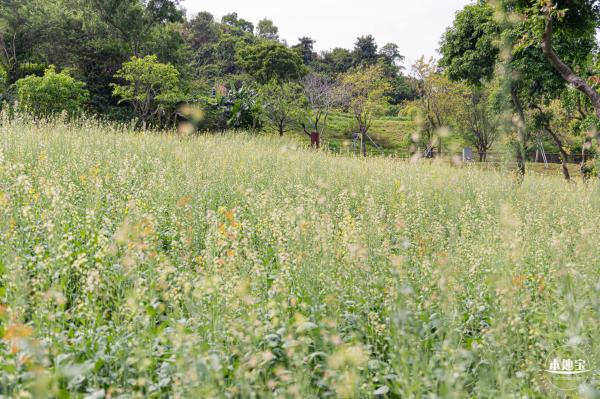 西丽生态公园油菜花