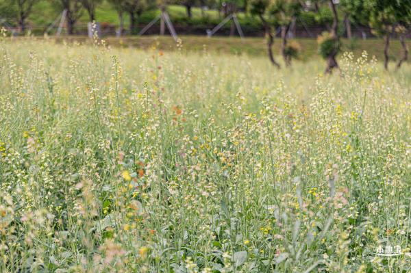 西丽生态公园油菜花