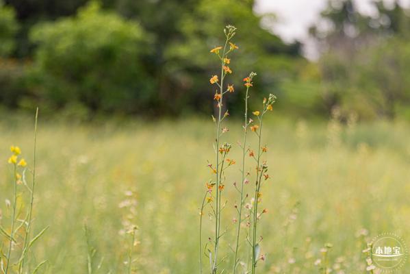 西丽生态公园油菜花