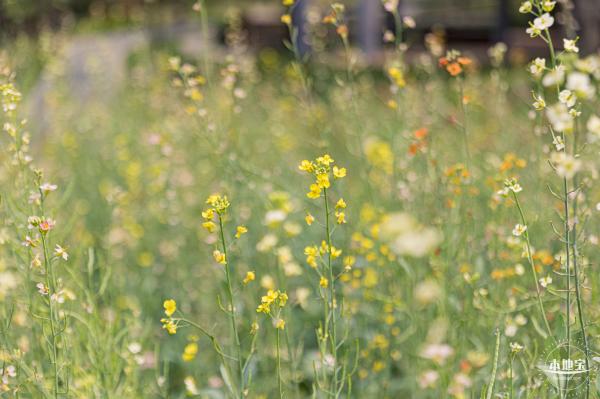 西丽生态公园油菜花