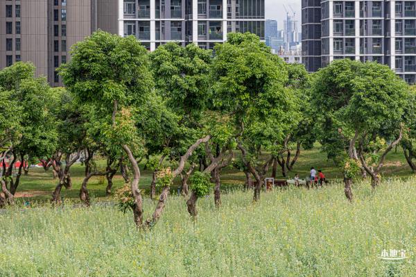 西丽生态公园油菜花