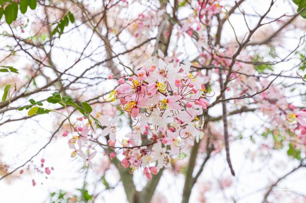 四海公园花旗木