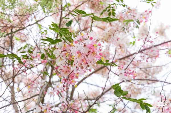 四海公园花旗木