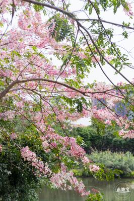 四海公园花旗木