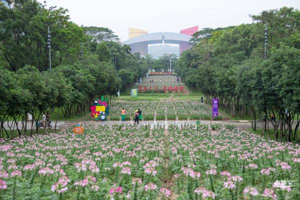 市民中心醉蝶花