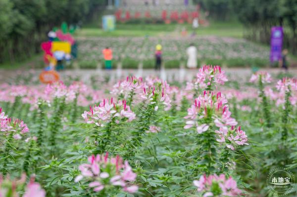 市民中心醉蝶花