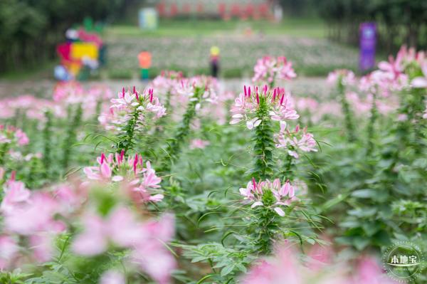 市民中心醉蝶花