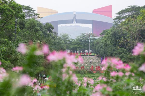 市民中心醉蝶花