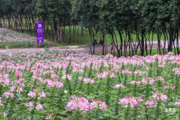 市民中心醉蝶花