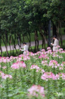 市民中心醉蝶花