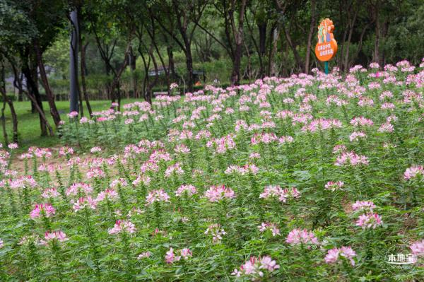 市民中心醉蝶花