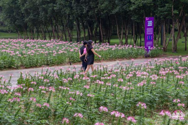 市民中心醉蝶花