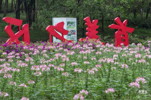 市民中心醉蝶花