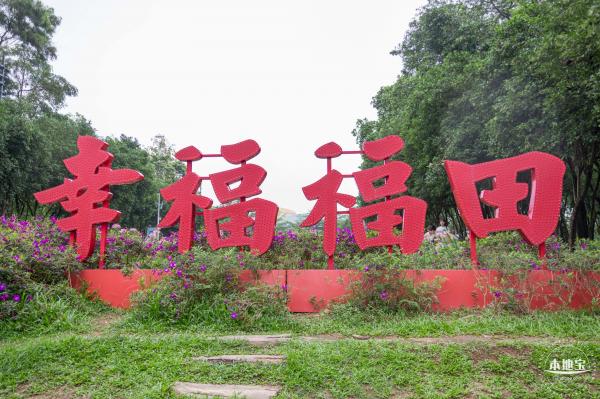市民中心醉蝶花