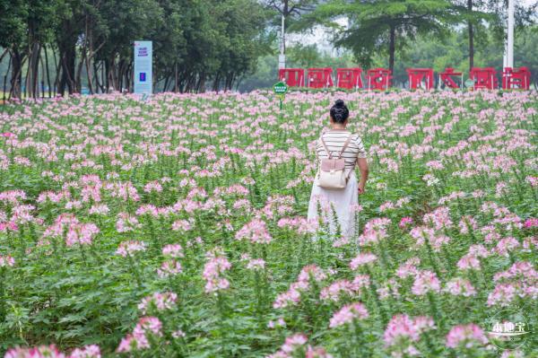 市民中心醉蝶花