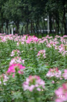 市民中心醉蝶花