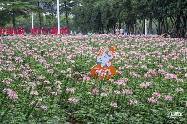 市民中心醉蝶花