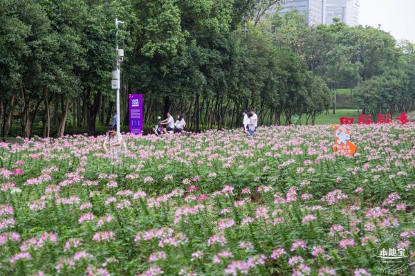 市民中心醉蝶花