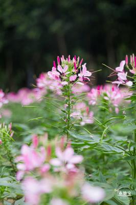 市民中心醉蝶花