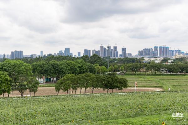 深圳光明向日葵