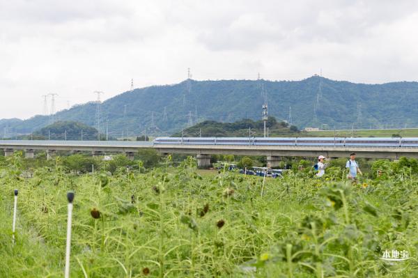 深圳光明向日葵
