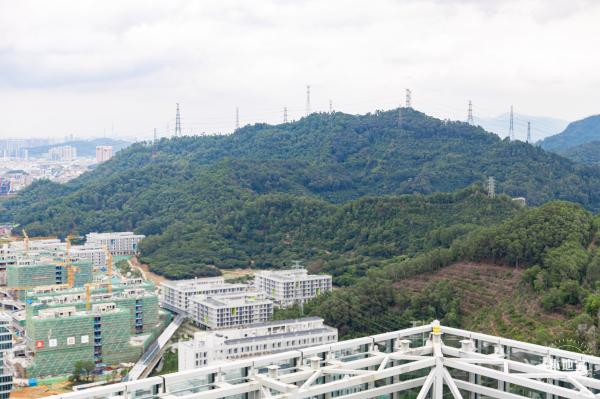 深圳光明向日葵