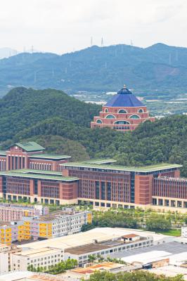 深圳光明向日葵