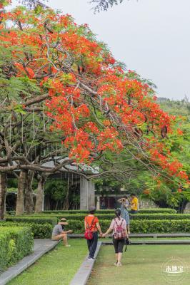 华侨城凤凰花