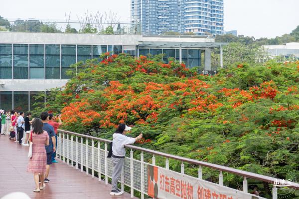 华侨城凤凰花