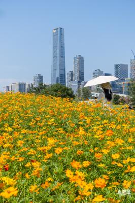 人才公园黄秋英花田