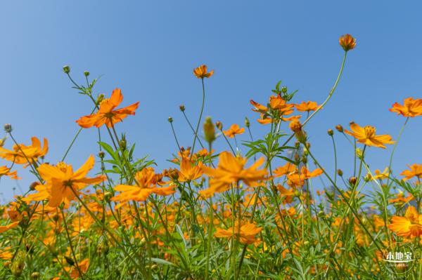 人才公园黄秋英花田