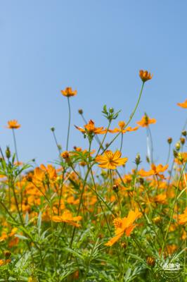 人才公园黄秋英花田