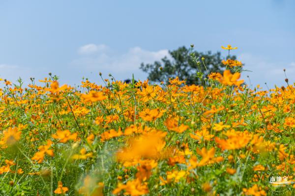人才公园黄秋英花田