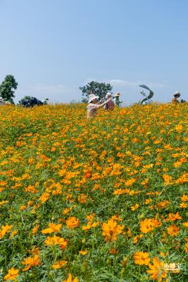 人才公园黄秋英花田