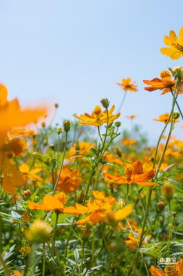 人才公园黄秋英花田
