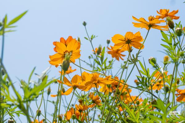 人才公园黄秋英花田
