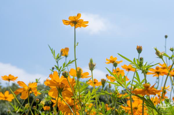 人才公园黄秋英花田
