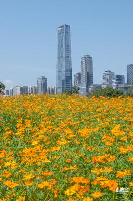 人才公园黄秋英花田