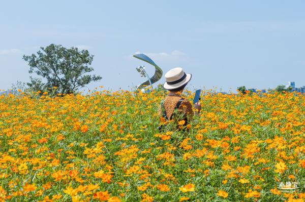 人才公园黄秋英花田