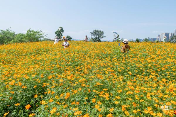 人才公园黄秋英花田
