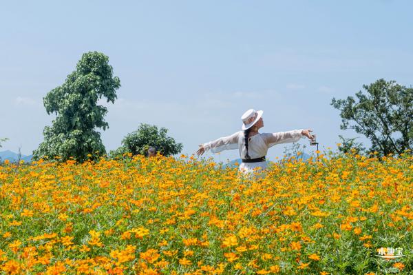 人才公园黄秋英花田