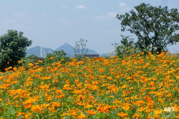人才公园黄秋英花田