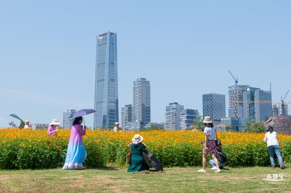 人才公园黄秋英花田