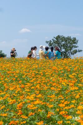 人才公园黄秋英花田