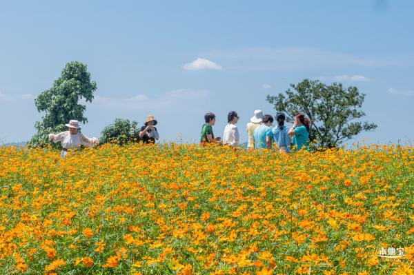 人才公园黄秋英花田