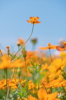 人才公园黄秋英花田