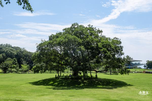 梧桐山森林会客厅